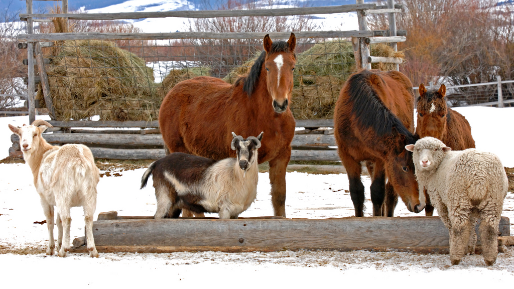 Winter Care Tips For Livestock