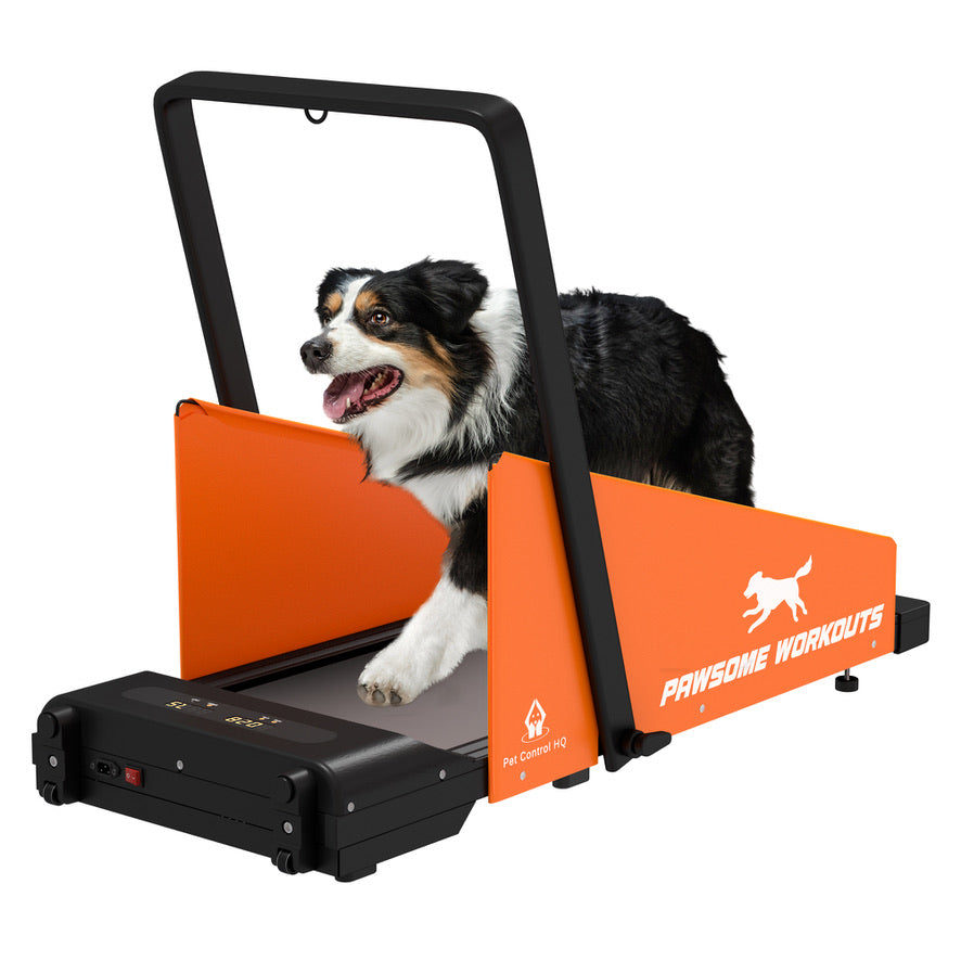 Australian shepherd exercising on orange dog treadmill indoors