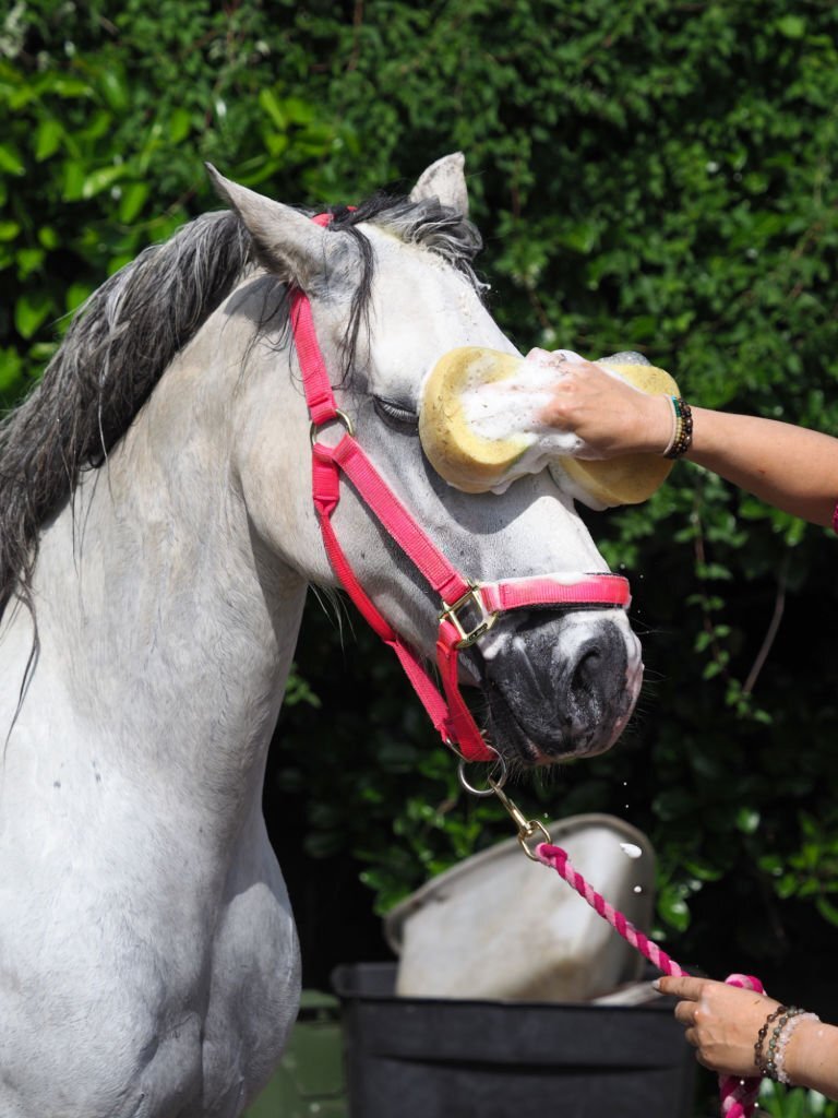 pet control hq ultimate horse grooming pack