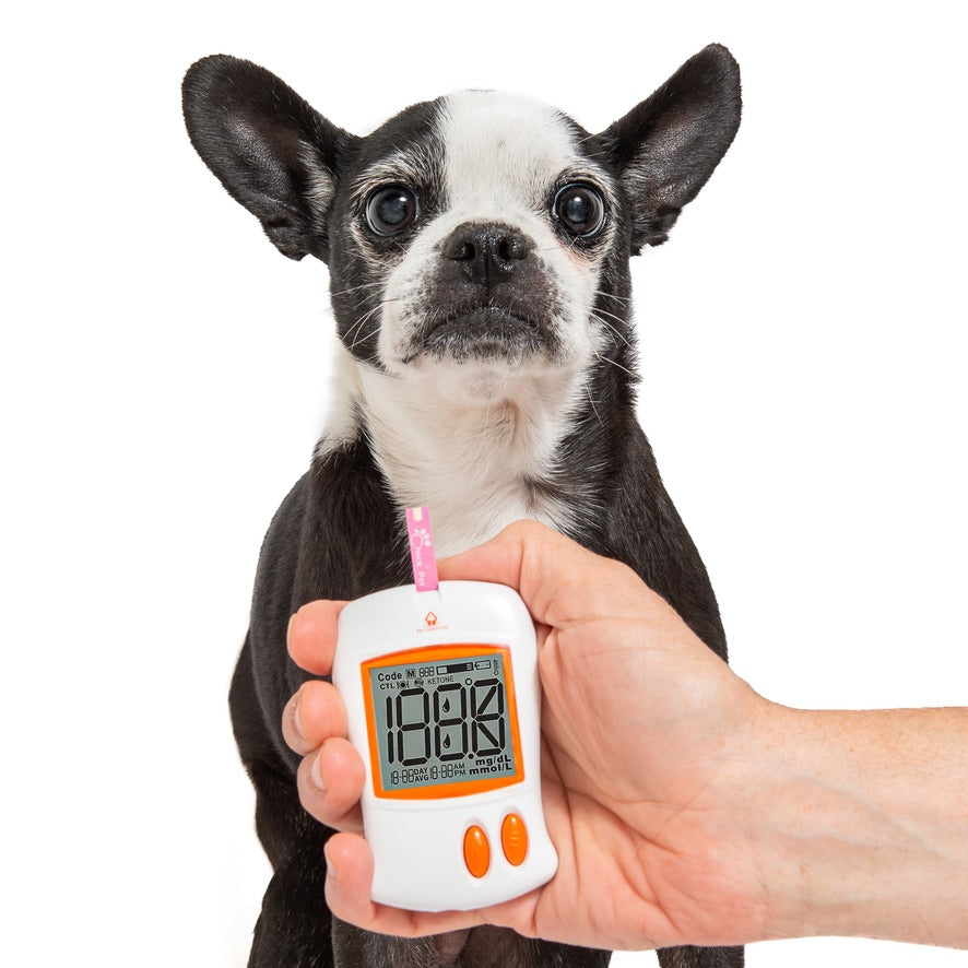 blood glucose meter monitor dog cat diabetes