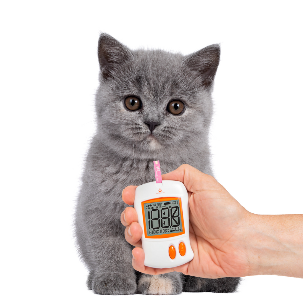 Gray kitten with a glucose meter for pet diabetes management